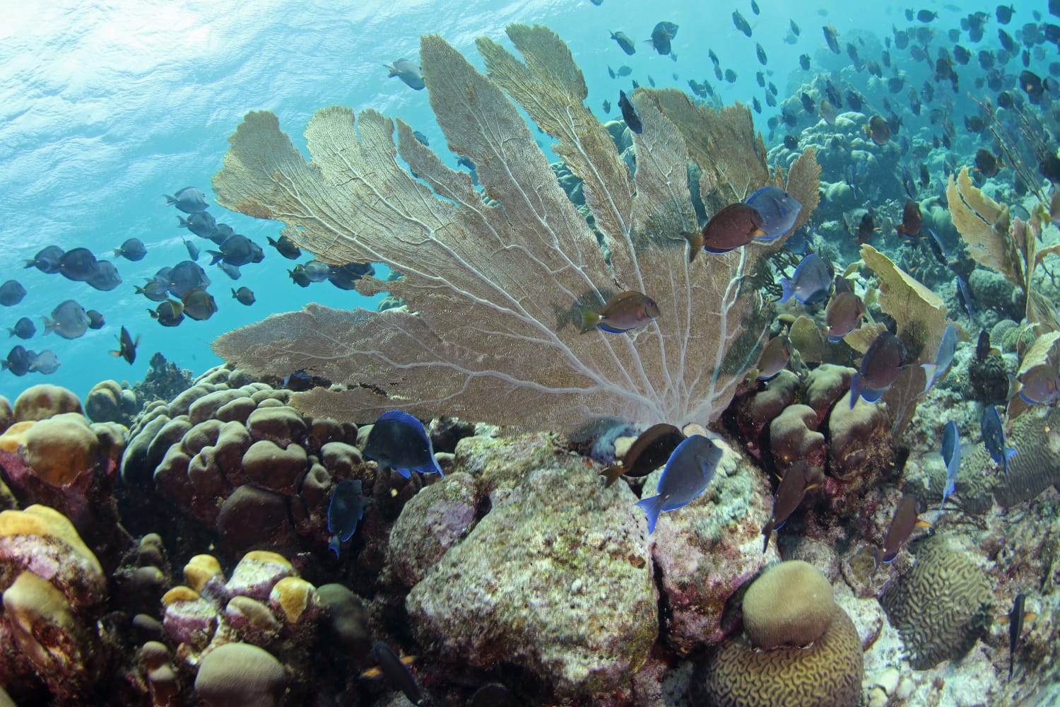 Galería CURAÇAO