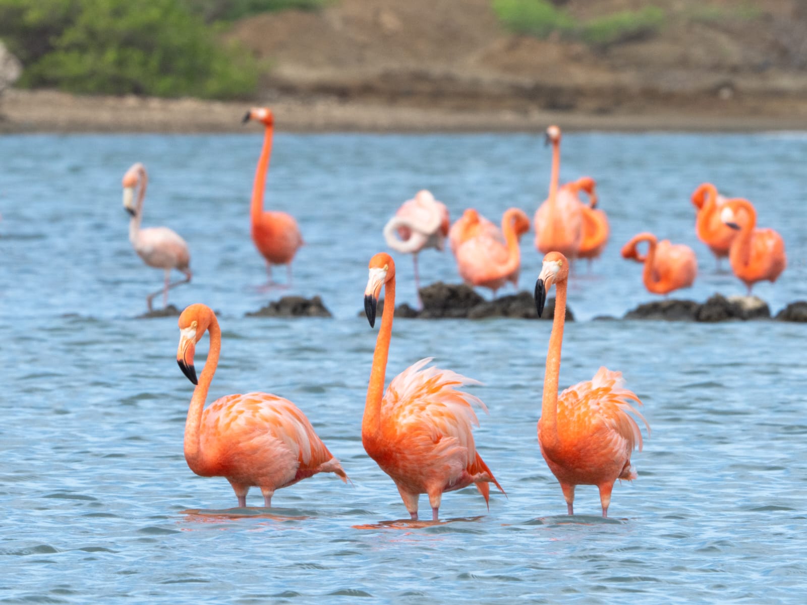 Galería CURAÇAO